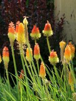 Kniphofia uvaria fackellilie gartenpflanze winterhart Sachsen-Anhalt - Halle Vorschau