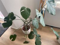 Monstera Pflanze Fensterblatt Hessen - Dreieich Vorschau