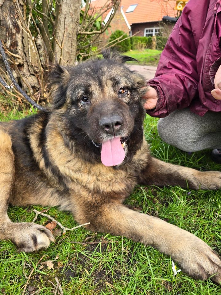 Verschmuster Teddybär LAIKA aus dem Tierschutz in Südbrookmerland