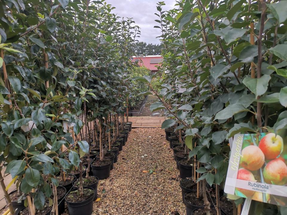 ‼️ Obstgehölze in großer Auswahl! - Apfel,Birne,Kirsche,Pflaume in Wardenburg