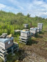 Bienen Ableger auf Zander Bochum - Bochum-Ost Vorschau