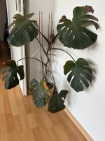 Monstera Plant München - Au-Haidhausen Vorschau