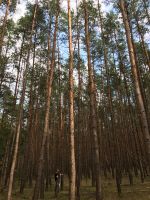 7 ha Wald zu verkaufen Berlin - Wilmersdorf Vorschau