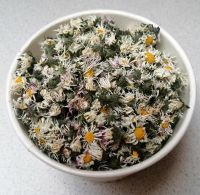 Wildkräuter Gänseblümchen Tee Sachsen - Pirna Vorschau