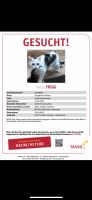 Vermisst: Weiß-graue Katze Niedersachsen - Jembke Vorschau
