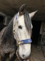 4 Horses Halfter COB FULL grau blau Nordrhein-Westfalen - Vlotho Vorschau