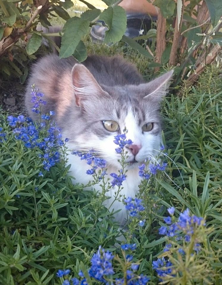 Kater Marcello gestohlen in Masserberg