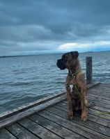 Hundekumpels gesucht für spielerischen Spaß und Abenteuer! Thüringen - Gera Vorschau
