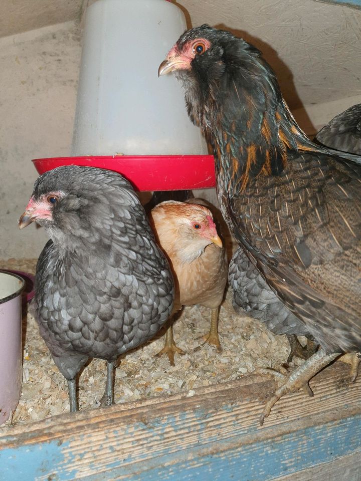 Zwerg Araucana Bruteier Zwergaraucana in Osterholz-Scharmbeck