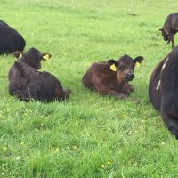 Lowline Angus Kälber mit Mutterkuh , Kreuzungen Bayern - Birgland Vorschau