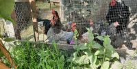 Junge Legehennen Hühner Hennen verschiedene Rassen abzugeben ❤️❤️ Niedersachsen - Syke Vorschau