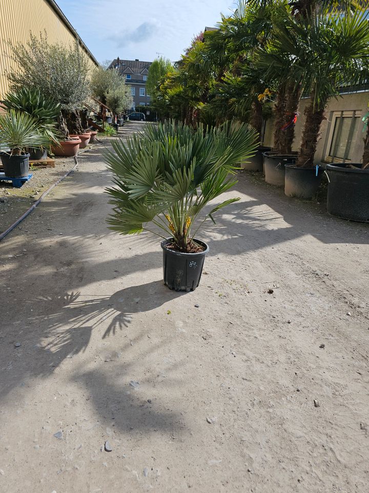 Chamaerops Humilis Vulcano Zwergpalme in Oer-Erkenschwick