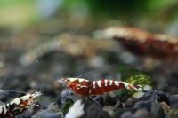 Red Pinto Zebra Caridina Garnele DNZ Baden-Württemberg - Dürnau Vorschau