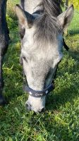 Noseband Halfterschoner mit Name NEU Sterne Shetty Pony Pferd Nordrhein-Westfalen - Castrop-Rauxel Vorschau