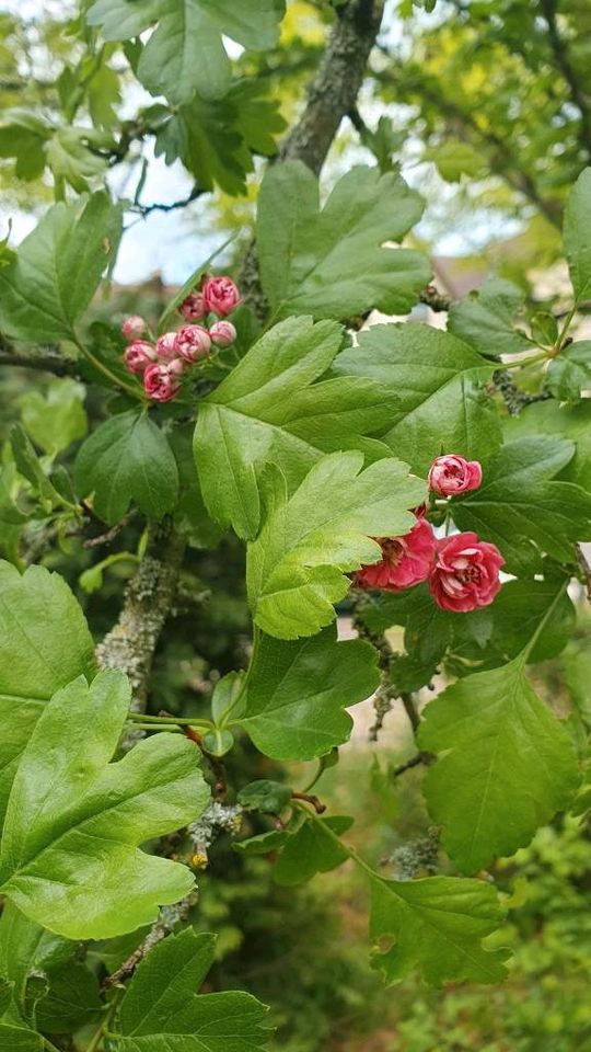 Rotdorn Baum über 5m hoch in Berlin