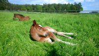 Sommerferien Reiterferien Kinder Reiterhof Reiturlaub Ponyhof Niedersachsen - Lüneburg Vorschau