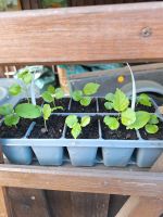 Stecklinge, Ableger Hibiskus 10-er Tray Niedersachsen - Melbeck Vorschau