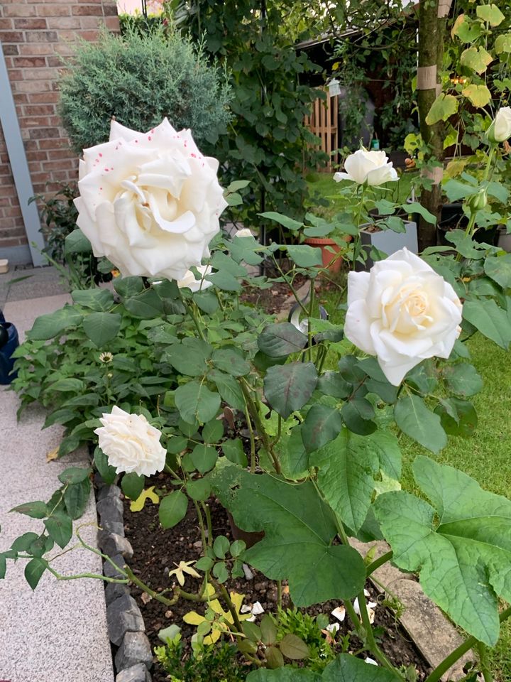 Rose, Strauch weiß in Alsdorf