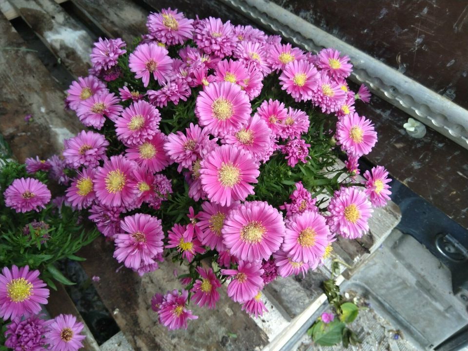 Kissen Aster / Aster dumosus / Staude / Winterhart in Bocholt