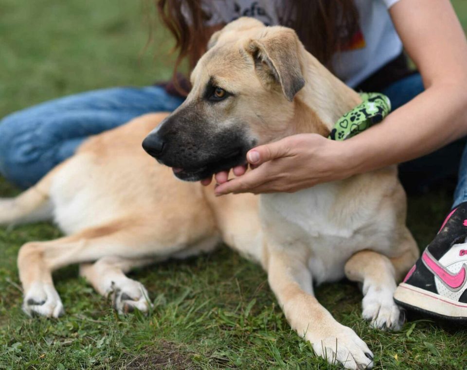 Alle Augen auf den süßen Max, er sucht sein Körbchen in Lingen (Ems)