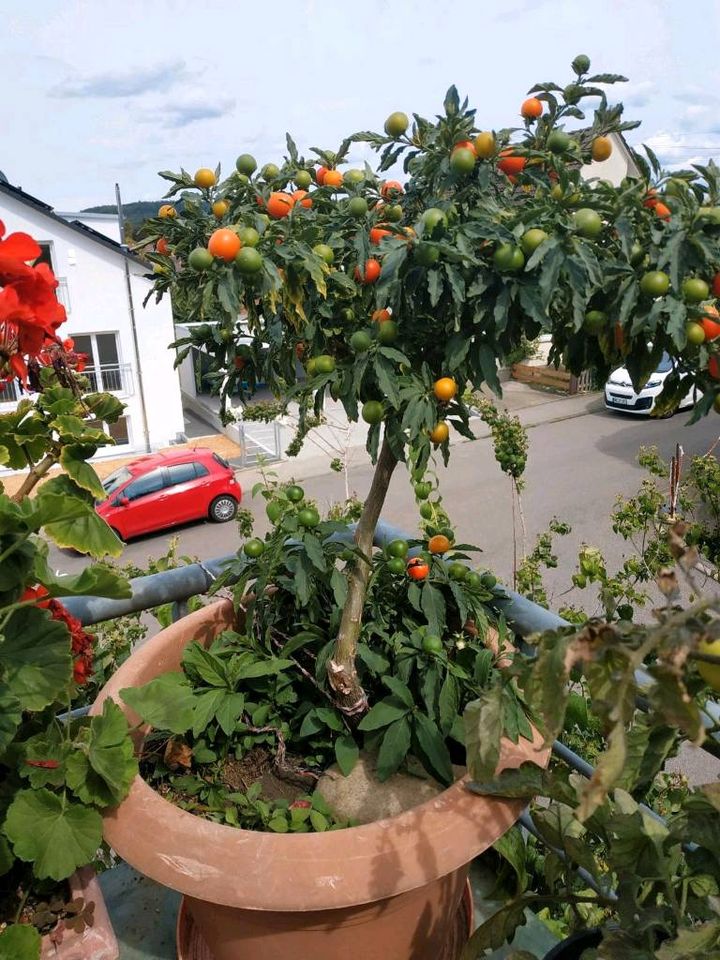 Korallenstrauch (Solanum pseudocapsicum) in Flein