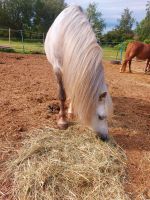 Erfahrene Reitbeteilung für Welsh Pony gesucht Hessen - Dietzenbach Vorschau