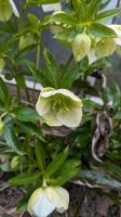 Helleborus Christrose Schneerose Nieswurz  Stauden Gartenpflanze Leipzig - Möckern Vorschau