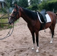 5 jähriger Wallach ca. 1,54 Pferd Nordrhein-Westfalen - Alpen Vorschau