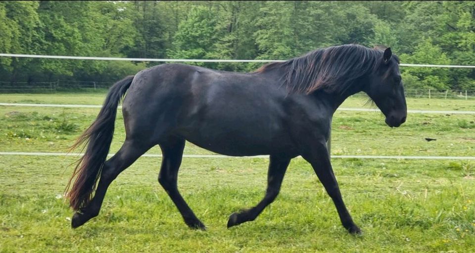 PRE Rappstute gek. Indalo Reining Freizeitpferd Andalusier Rappe in Hamburg