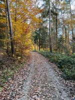 Wald zum Kauf gesucht Hessen - Petersberg Vorschau