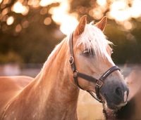 Reitbeteiligung (Pferd sucht Reiter) Bayern - Teublitz Vorschau