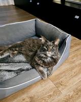 Kater Katze Maine-Coon  vermisst entlaufen Schleswig-Holstein - Norderstedt Vorschau