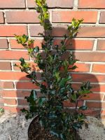 Ilex meservae Heckenblau Top Hecke no Thuja Lorbeer Niedersachsen - Edewecht Vorschau