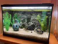 Eheim Aquarium 84 L Komplett-Set Anfänger-Set Hessen - Eichenzell Vorschau