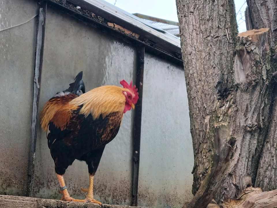 Küken deutsche Zwerg-Welsumer Orange rebhuhn silber in Ludwigsburg