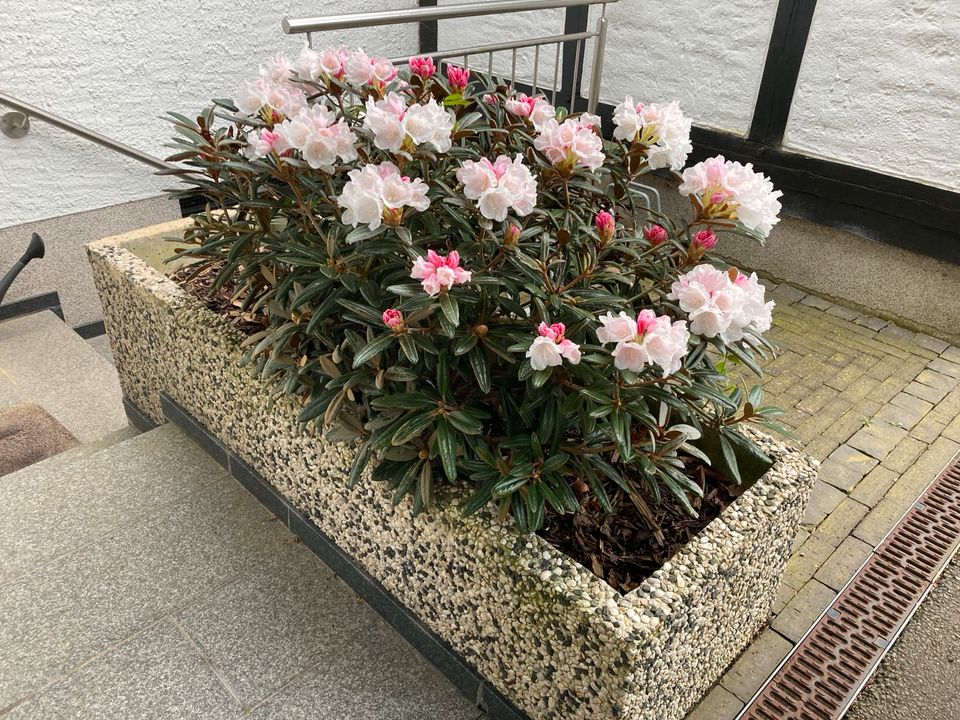 Rhododendron Yakushimanum ‚Edelweiß‘ Rosa Weiß in Hiddenhausen