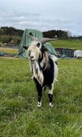 Tauernschecke Bock zu verkaufen Nordrhein-Westfalen - Hallenberg Vorschau