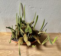 Kaktus zu verkaufen Nordrhein-Westfalen - Goch Vorschau