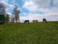 Offenstall für Wallach Baden-Württemberg - Bad Dürrheim Vorschau