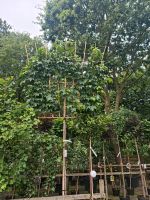 Spalierbaum Amberbaum 350-375 cm u kirschlorbeer Heckenpflanzen Niedersachsen - Edewecht Vorschau