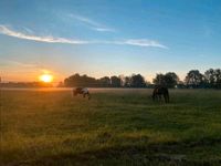 Einstellplatz, Offenstall, Paddockbox, Pferdebox Bayern - Perkam Vorschau