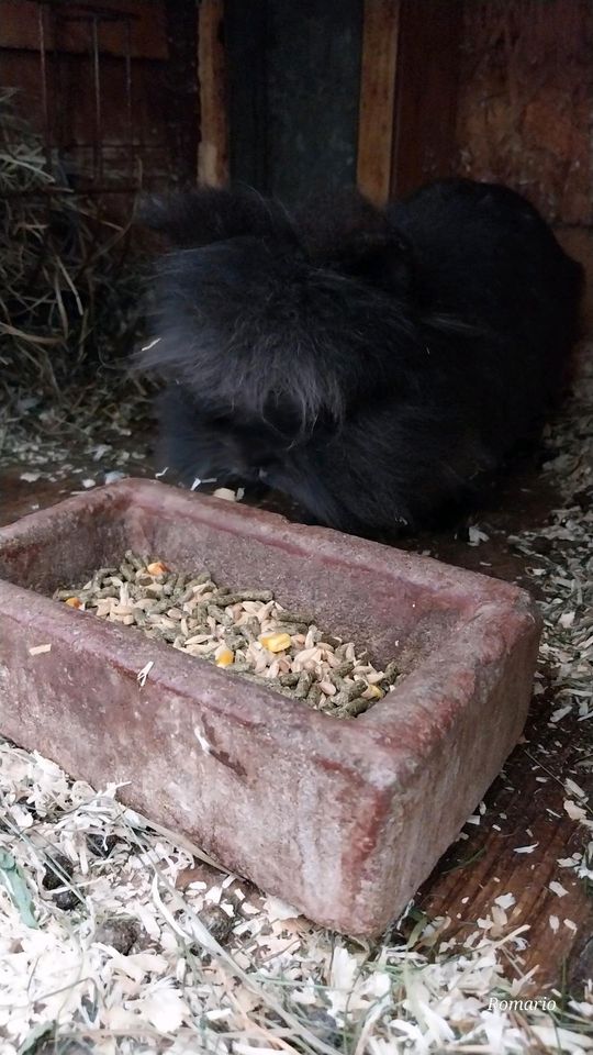 Zwerg Kaninchen Männlich kastriert. 2 Jahre alt. in Nürnberg (Mittelfr)