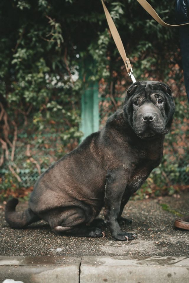 Tierschutz - Rona sucht ein liebevolles Zuhause ! in Hannover