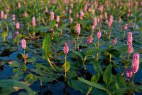 Teichpflanzen: Wasserknöterich, Blüht in rosa Niedersachsen - Derental Vorschau