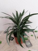 Pflegeleichte Zimmerpflanze: Ananaspflanze Sachsen - Heidenau Vorschau