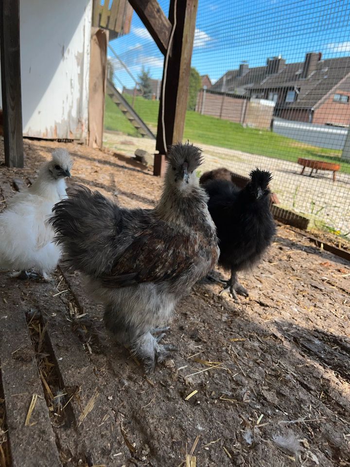 Zwerg Seidenhühner Henne Hahn Küken Jungtiere in Kleve