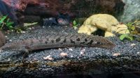 Polypterus delhezi Zaire Flösselhecht Rheinland-Pfalz - Andernach Vorschau