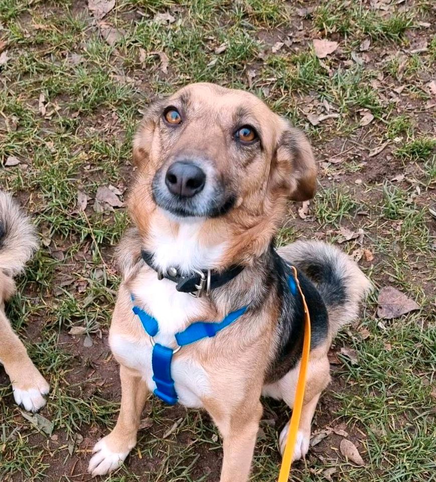 Marla - menschenbezogene Hündin sucht ihr Zuhause❤️ in Hameln