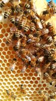 Bienenvolk inkl. Honig, Bienen, Dadant, Buckfast Bayern - Pfaffenhofen a.d. Ilm Vorschau