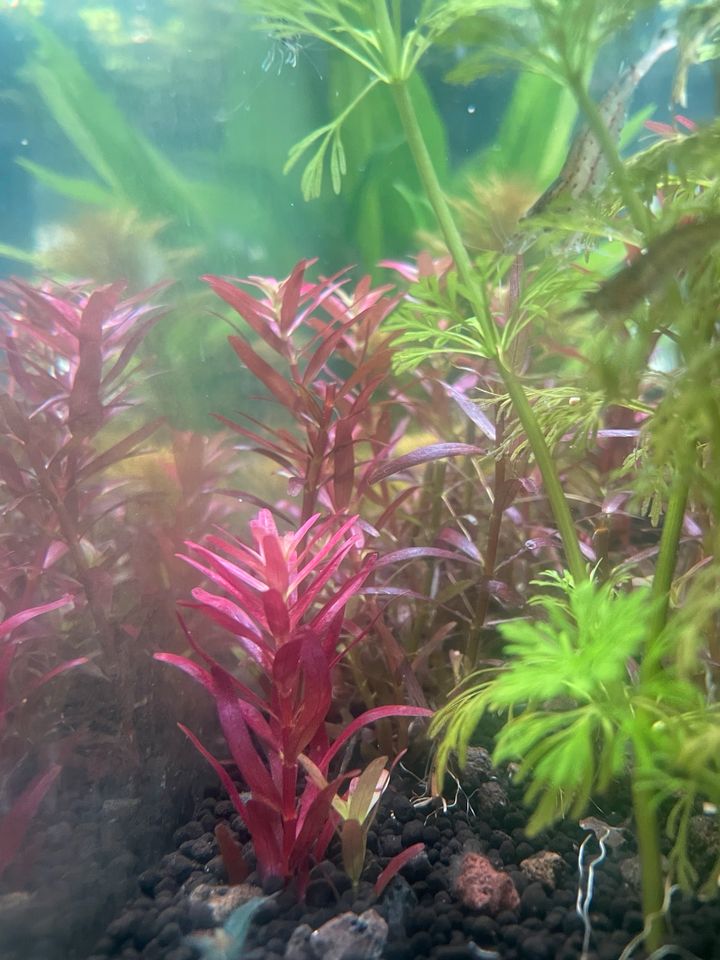 Aquariumpflanzen Ableger Javafarn Rotala Cryptocoryne Hygrophila in Kassel